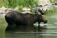 Bull Moose In The Water 3