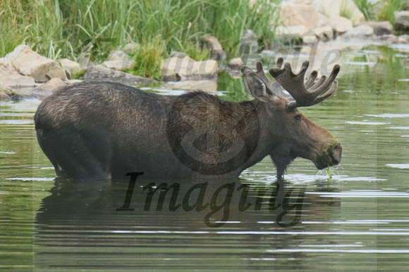 Bull Moose In The Water 3