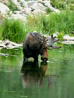 Bull Moose In The Water 4