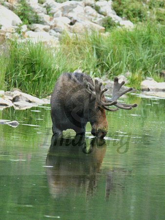 Bull Moose In The Water 4