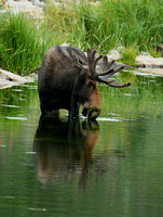 Bull Moose In The Water 5