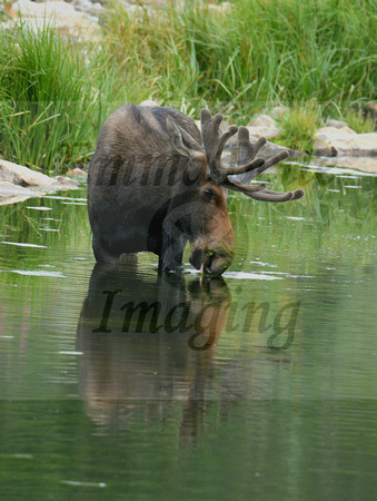 Bull Moose In The Water 5