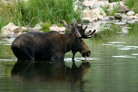 Bull Moose In The Water 2