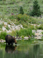 Bull Moose In The Water 6