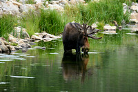 Bull Moose In The Water 10