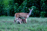 Doe & Babies 1