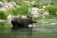 Bull Moose In The Water 11