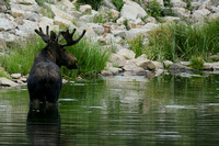 Bull Moose In The Water 15