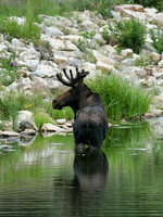 Bull Moose In The Water 16