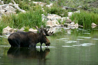 Bull Moose In The Water 14