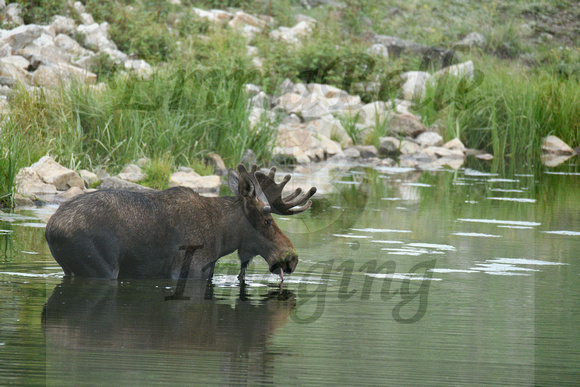 Bull Moose In The Water 14