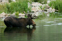 Bull Moose In The Water 13