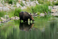 Bull Moose In The Water 8